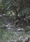 Downhill Denman